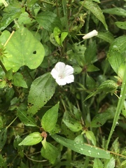 Ipomoea lacunosa
