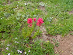 Castilleja parviflora oreopola