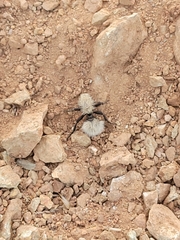 Dasymutilla sackenii