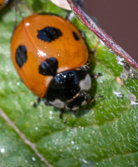 Coccinella magnifica