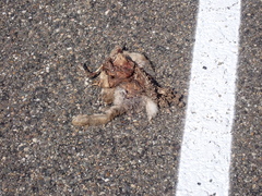Leporidae