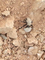 Dasymutilla sackenii