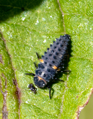 Coccinella magnifica