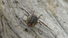 Oligolophus tridens