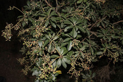 Pieris japonica taiwanensis