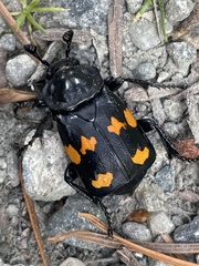 Nicrophorus defodiens