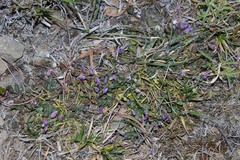 Polygala japonica