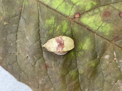 Prolimacodes badia