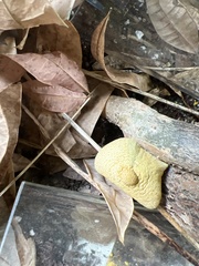 Leucocoprinus birnbaumii