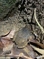 Quasipaa exilispinosa