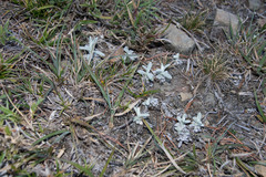 Anaphalis nepalensis