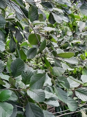 Alnus glutinosa