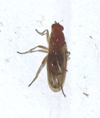 Dryomyza