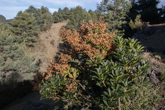 Pieris japonica taiwanensis