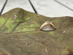 Prolimacodes badia