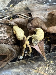Leucocoprinus birnbaumii