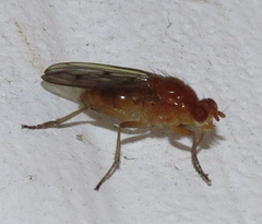 Dryomyza