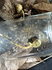 Leucocoprinus birnbaumii