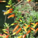 Candy Corn Plant - Photo (c) Armando Mendoza Araniegues, some rights reserved (CC BY-NC), uploaded by Armando Mendoza Araniegues
