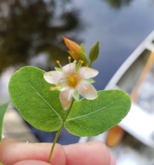 Hypericum virginicum