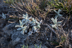 Anaphalis morrisonicola