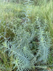 Linaria vulgaris