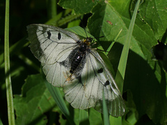 Parnassius mnemosyne