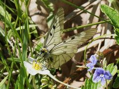 Parnassius mnemosyne