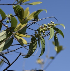 Smilax glabra