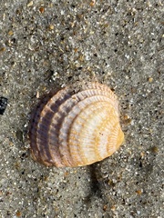 Chione elevata