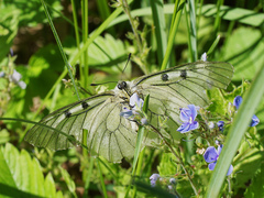 Parnassius mnemosyne
