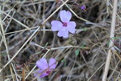 Clarkia rubicunda