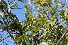 Smilax glabra