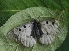 Parnassius mnemosyne
