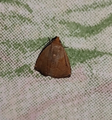 Noctuoidea