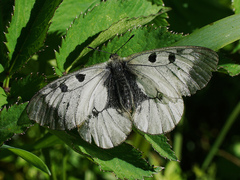 Parnassius mnemosyne