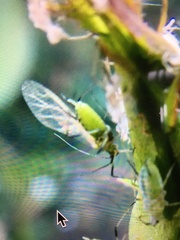 Aphis fabae
