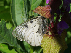 Parnassius mnemosyne