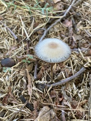 Panaeolus papilionaceus