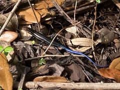 Plestiodon inexpectatus