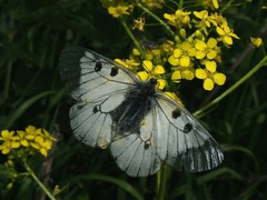 Parnassius mnemosyne