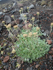 Artemisia glomerata