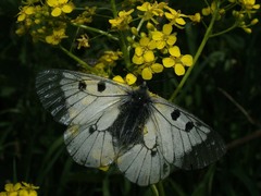 Parnassius mnemosyne