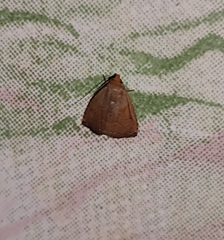 Noctuoidea
