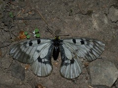 Parnassius mnemosyne