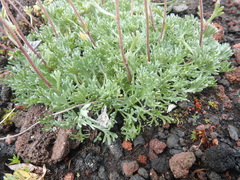 Artemisia glomerata