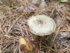 Ampulloclitocybe clavipes