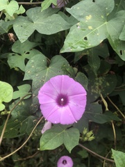 Ipomoea cordatotriloba