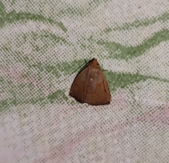Noctuoidea