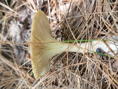 Ampulloclitocybe clavipes